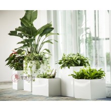 專注室內(nèi)綠植服務(wù)8年，綠植租賃，免費養(yǎng)護(hù)，一站式商務(wù)空間