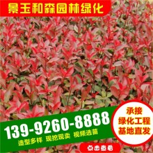 紅葉石楠